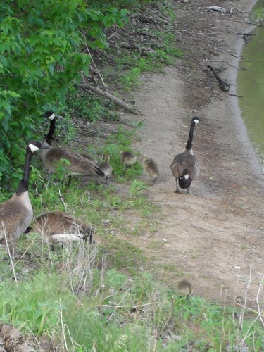 geese and goslings