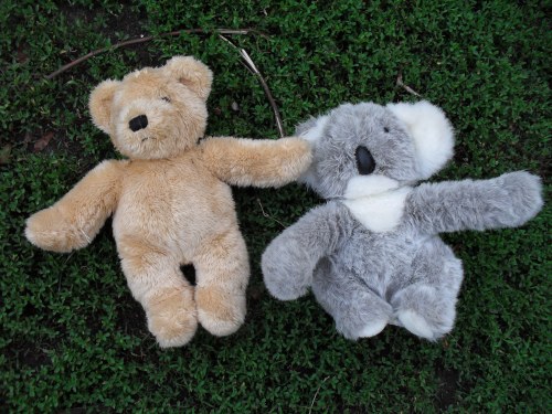 teddy bear and koala