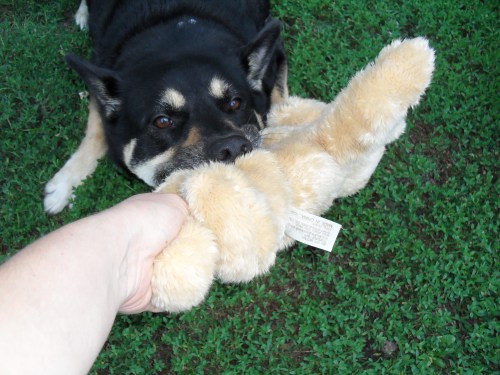 tug-o-war with teddy