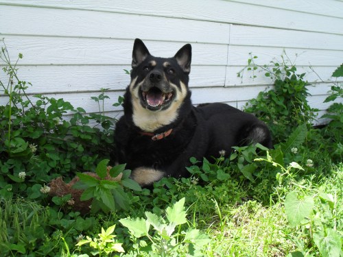 Happy Jessie in the shade