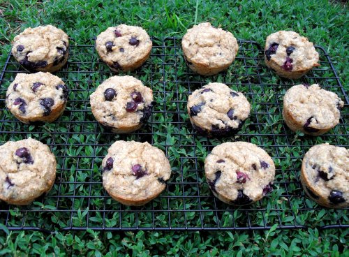 healthy blueberry muffins 6-14-11